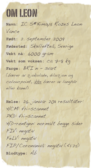 OM LEON
Navn: IC S*Kimaya Rozes Leon VanceFødt: 2. september 2009
Fødested: Skellefteå, Sverige 
Vekt nå: 6000 gram
Vekt som voksen: ca 7-8 kg
Farge: BRI n - svart 
(bærer av sjokolade, dilusjon og colourpoint, ikke bærer av langhår eller kanel)

Helse: 26. januar 2011 resultater:
HCM: fri-scannet 
PKD: fri-scannet 
HD-røntgen: normalt begge sider 
FIV: negativ 
FeLV: negativ
FIP/Coronanivå: negativ (<1:25) Blodtype: Ab

Favorittsitat: En katt lar deg sove i sengen. Ute på kanten.

